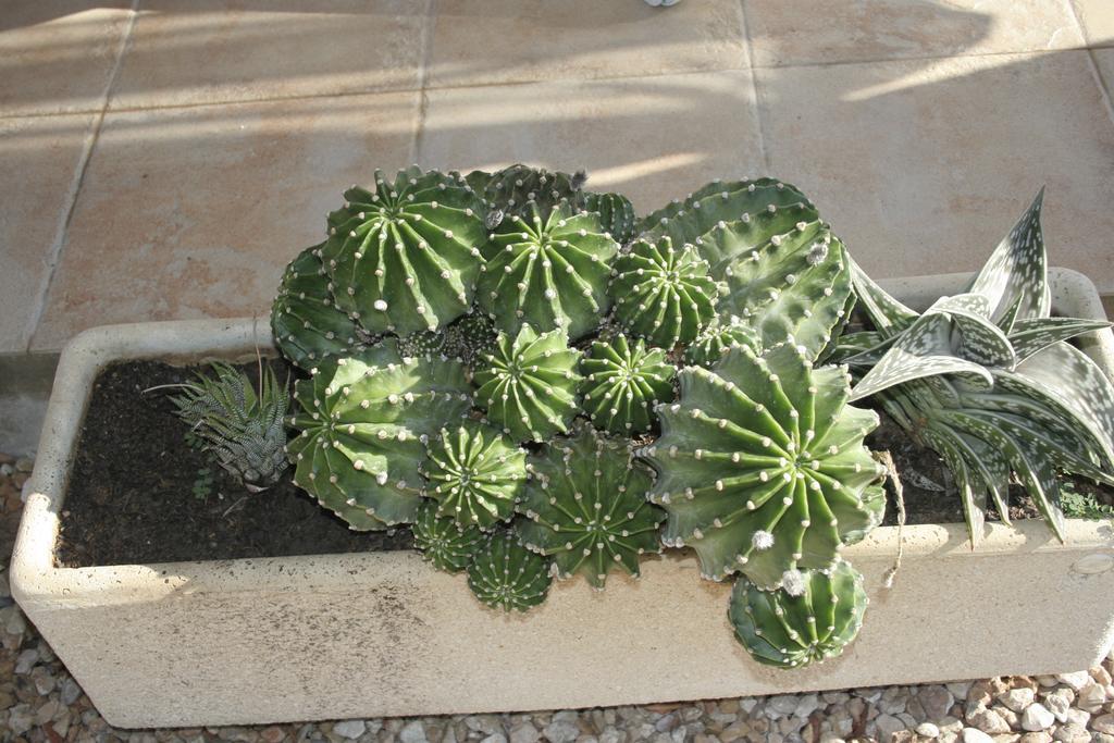 La Casilla Vendégház Deltebre Kültér fotó